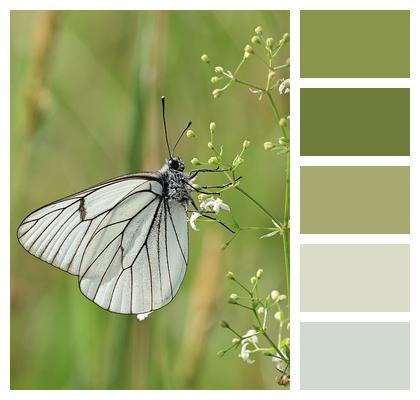 Insect Tree White Butterfly Image